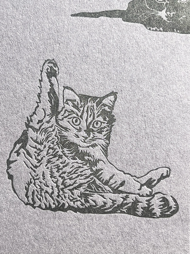 Close up of the cheeky kitten cleaning themselves.