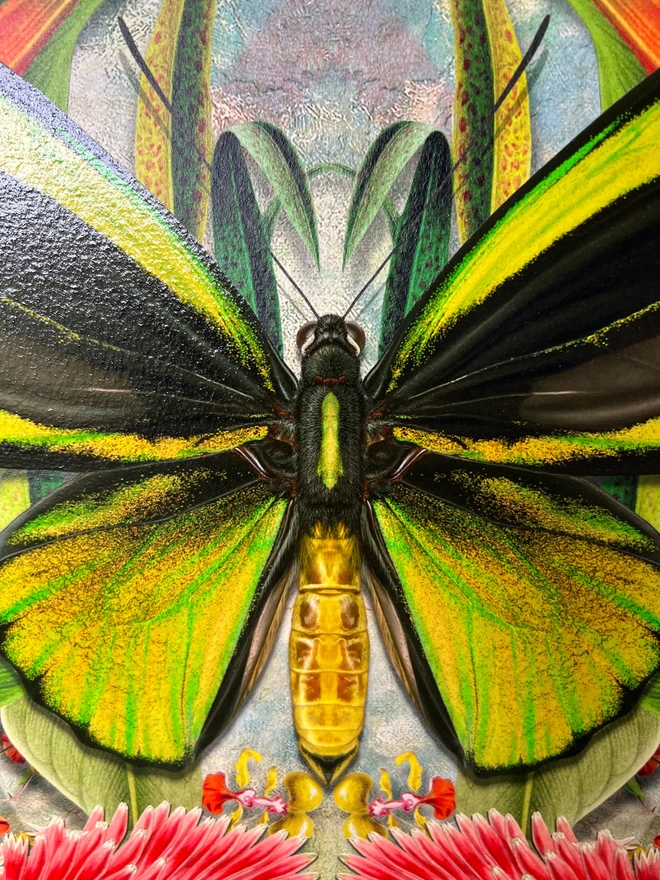 Close up of Bird Wing butterfly