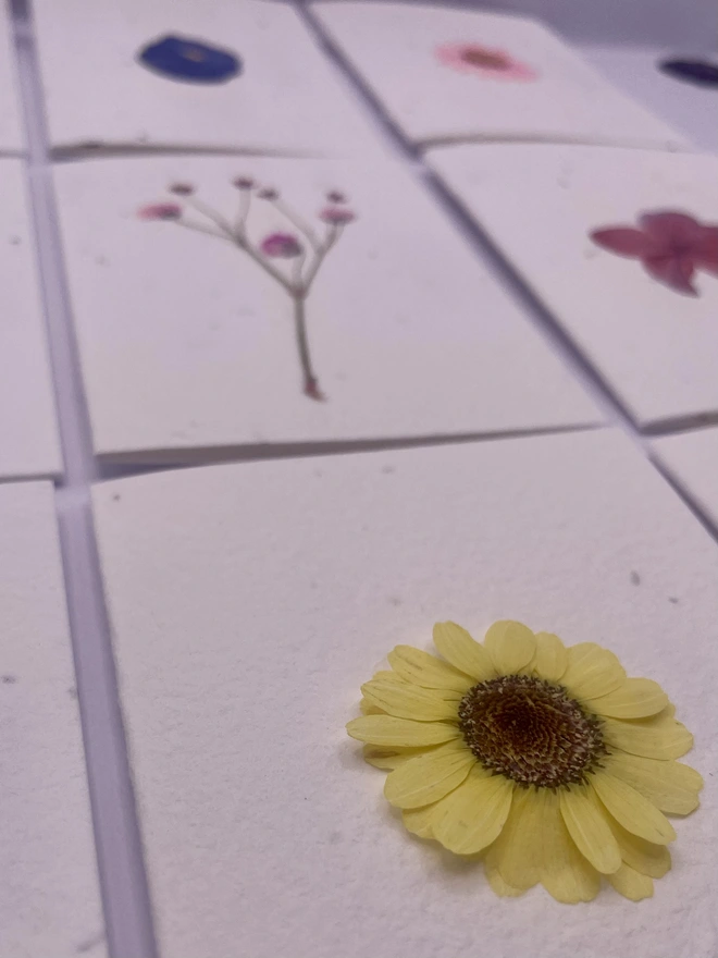 Close up of real pressed flower cards 