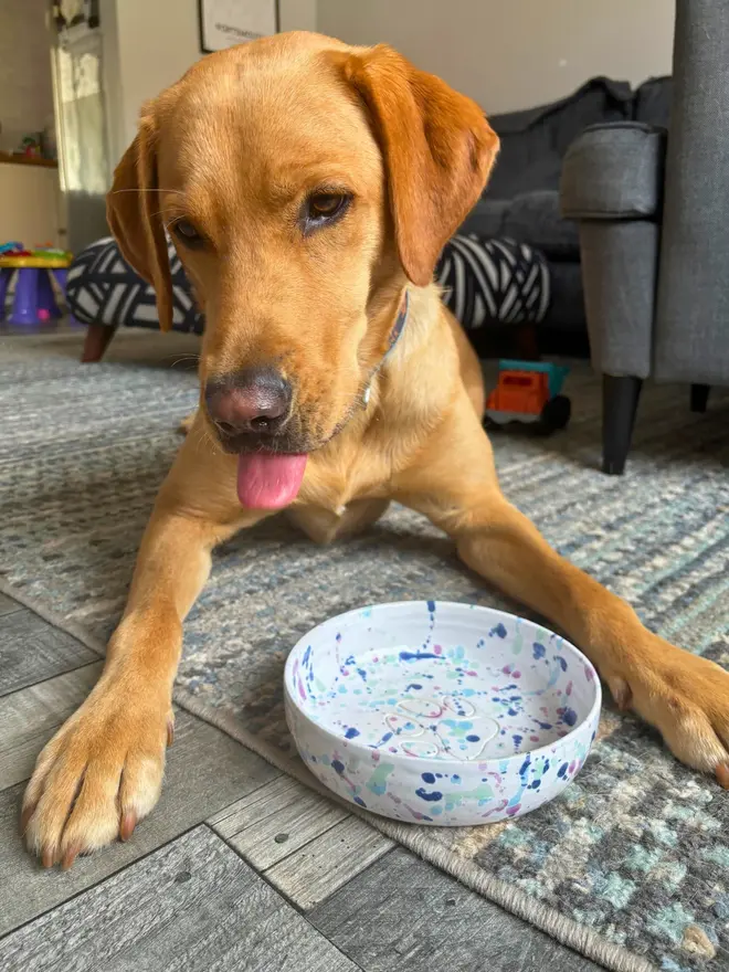 Sweetpea Dog Bowl, a colourful dog bowl placed on a rug. It is accompanied by a thirsty dog. 