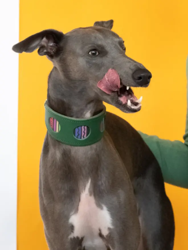 Dog wearing a rainbow stripe hound collar