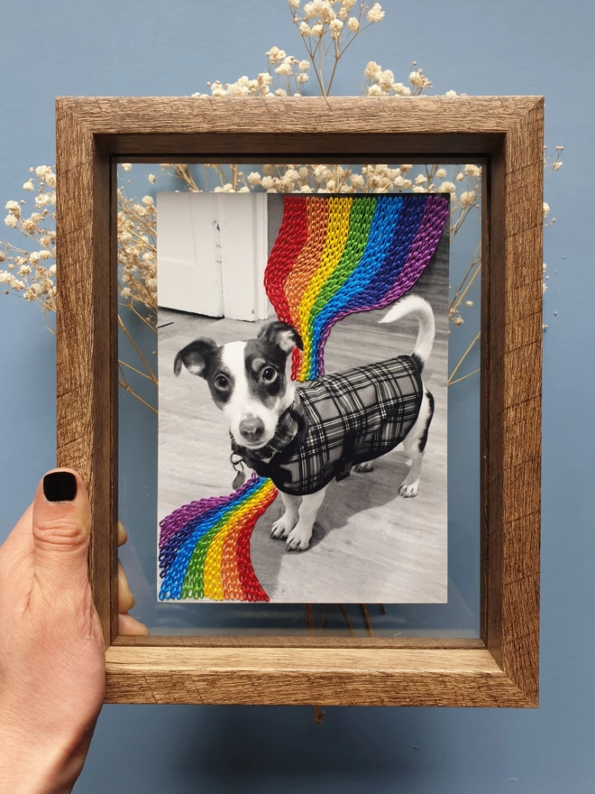 Pet photograph with hand embroidered rainbow stitch flowing around him, held in double glass frame