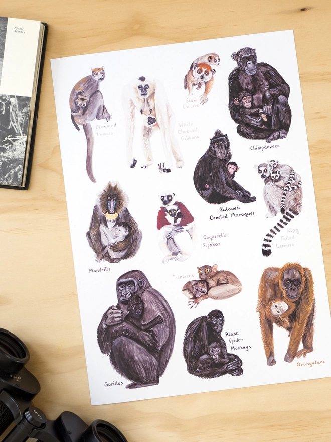 a print with a white background featuring a selection of primate mothers and their babies including monkeys, lemurs, chimpanzees, gorillas and orangutans.