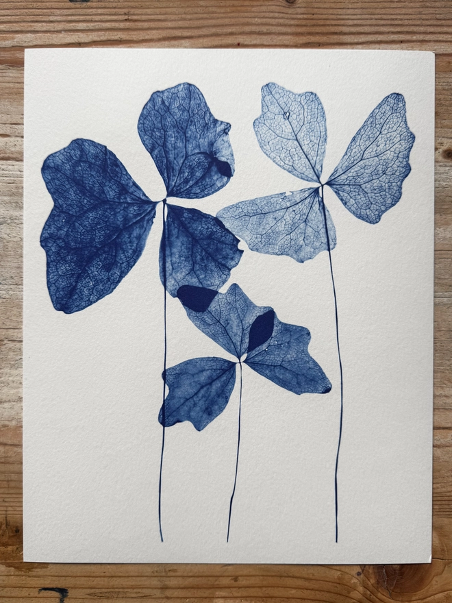 Blue and white Vanilla Leaves Botanical X-ray print from an original Cyanotype 