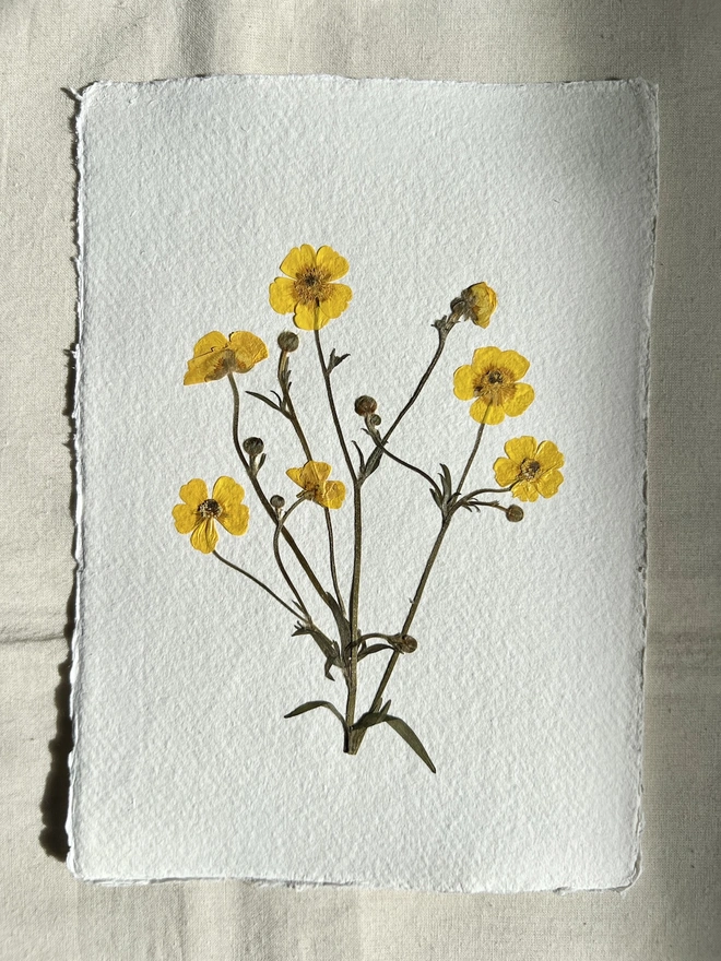 Pressed buttercup flowers on handmade paper