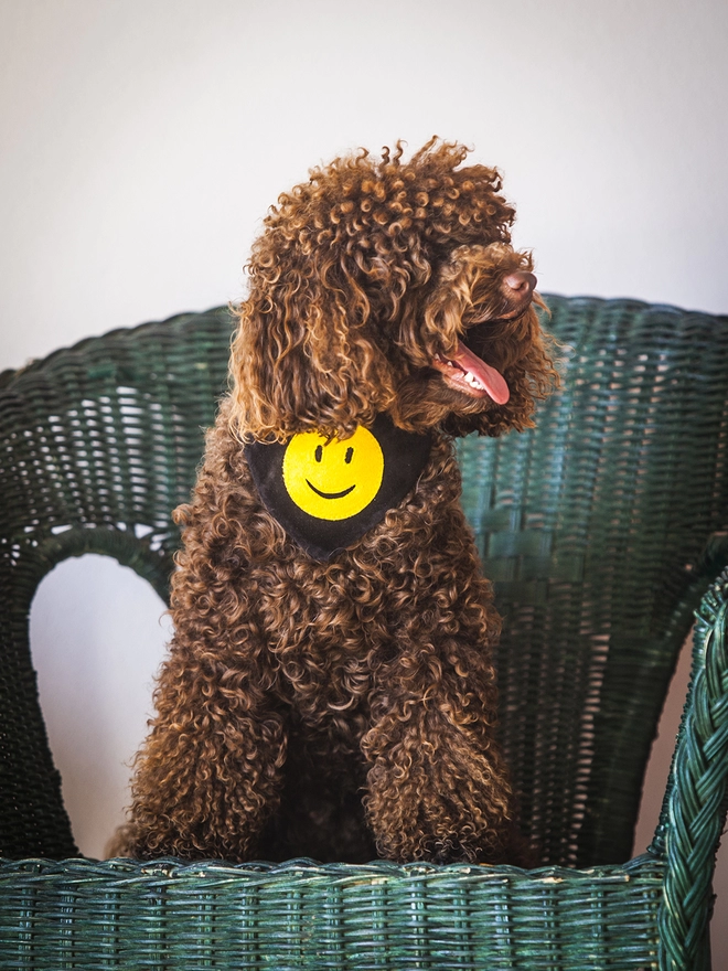 Slip on Bandana on Miniature Poodle Smiley Face