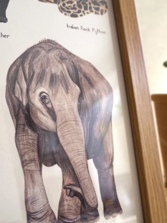 a close up of the asian elephant illustration