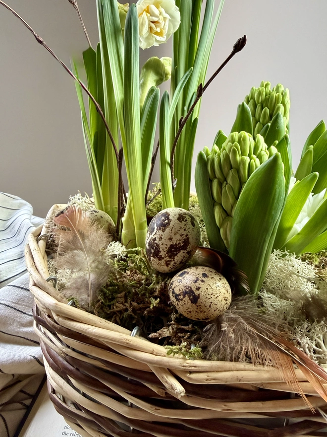 a close up of the feathers and quails eggs