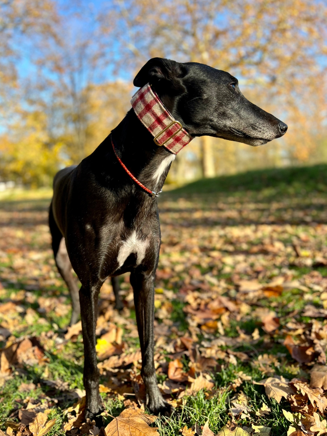 Raspberry Porridge House Tweed Dog Collar