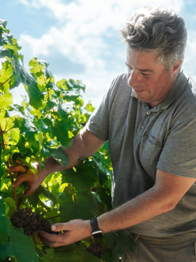 french wine vineyard