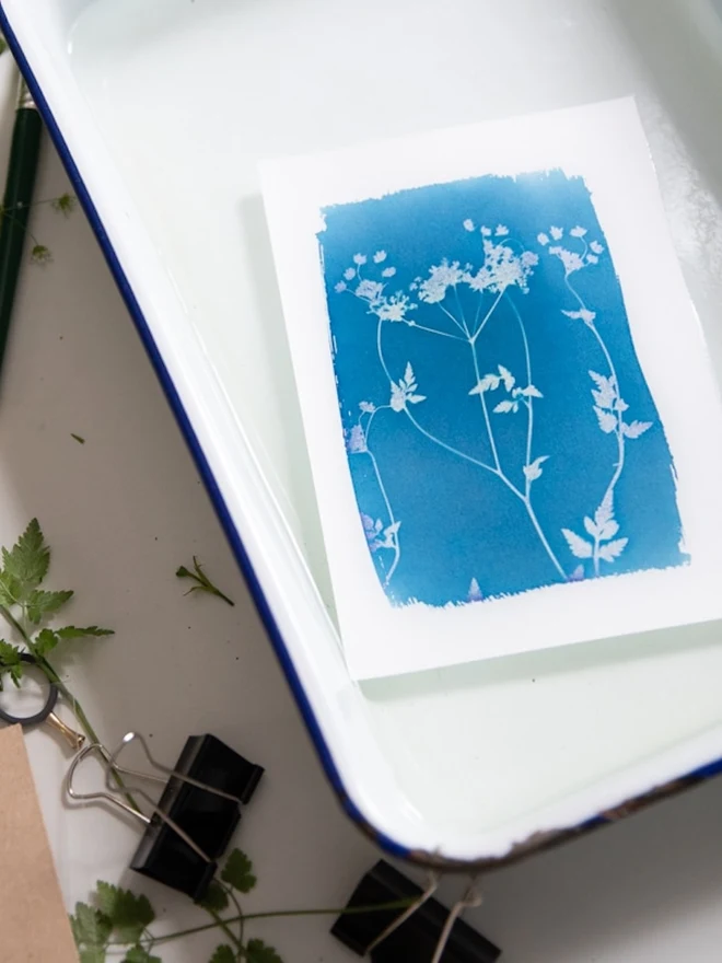 A5 Cyanotype Paper To Create Beautiful Prints With Sunlight