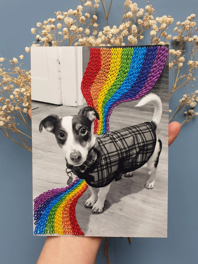 Pet photograph with hand embroidered rainbow stitch flowing around him, held against blue background