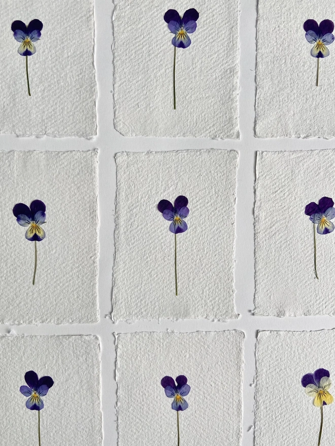 Close up of nine blue purple and yellow pansies mounted individually on paper