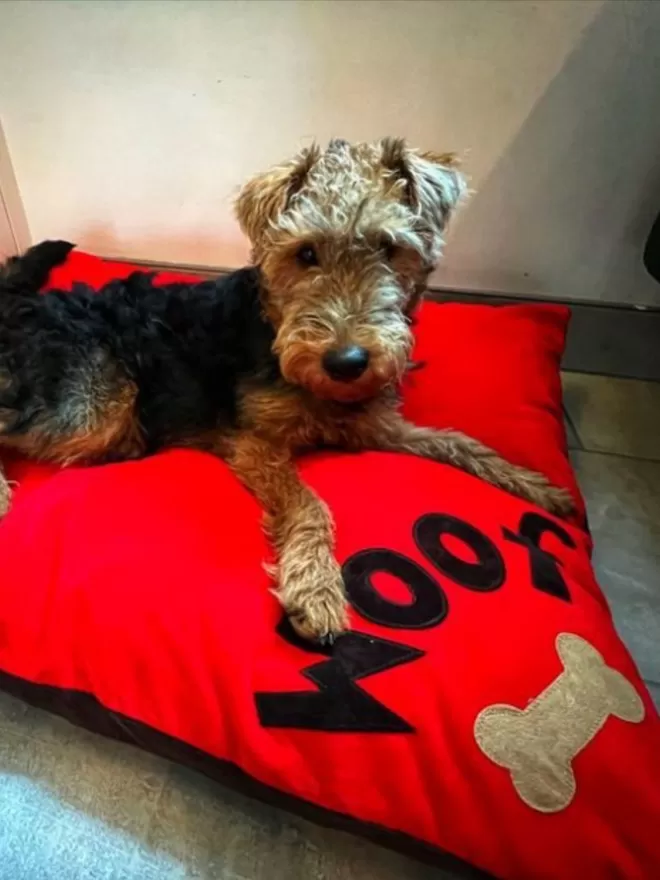 Dog Bed in Red Faux Suede with terrier