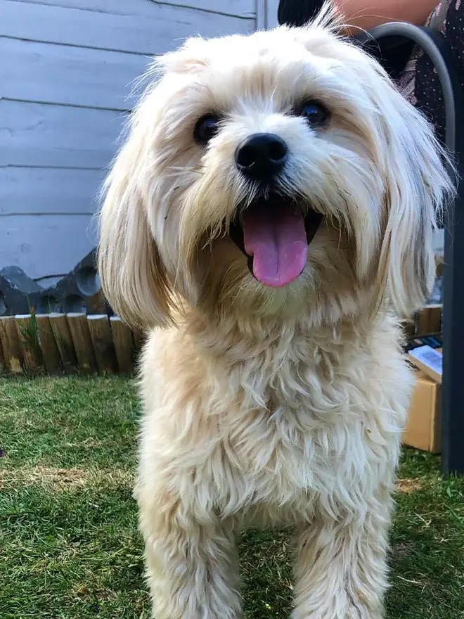 Personalised Pet Portrait Linoprint