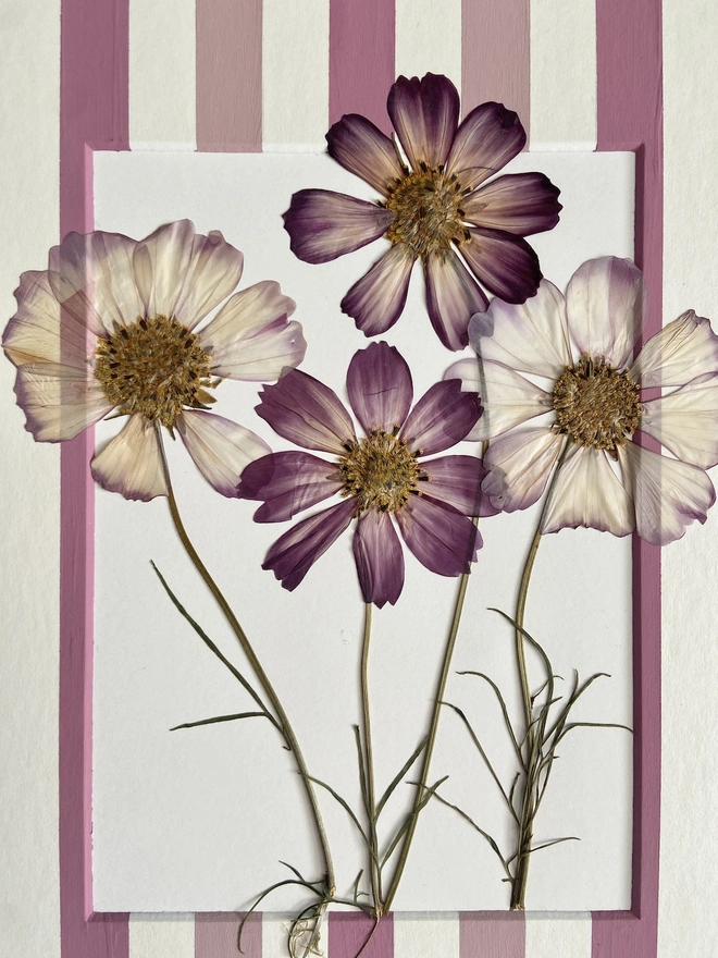 close up of four pressed pink cosmos flowers