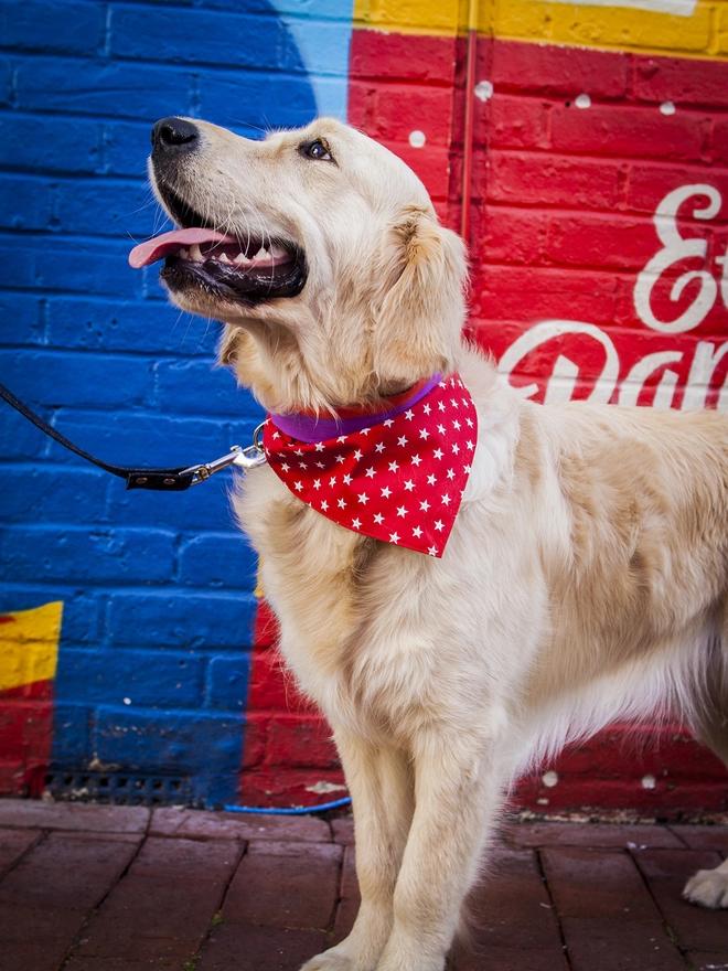 Tie On Red and White Star Dog Bandana on Golden Retriever