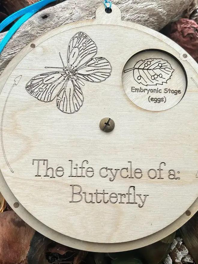 Wooden butterfly life cycle wheel with rotating panel, engraved illustrations, and viewing window showing the pupal stage (pupa), displayed on natural forest floor materials.