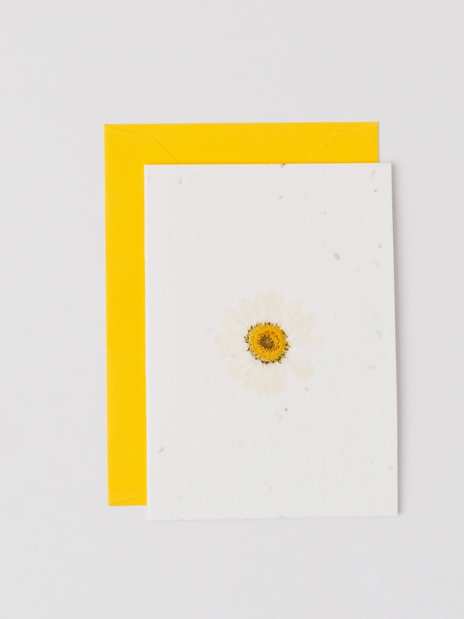 Real Pressed Flower Notecard, White Daisy