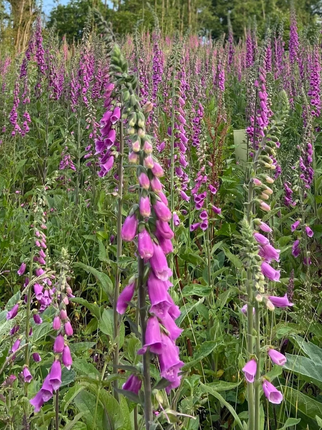 Foxglove Tea Towel. Foxgloves in a field.