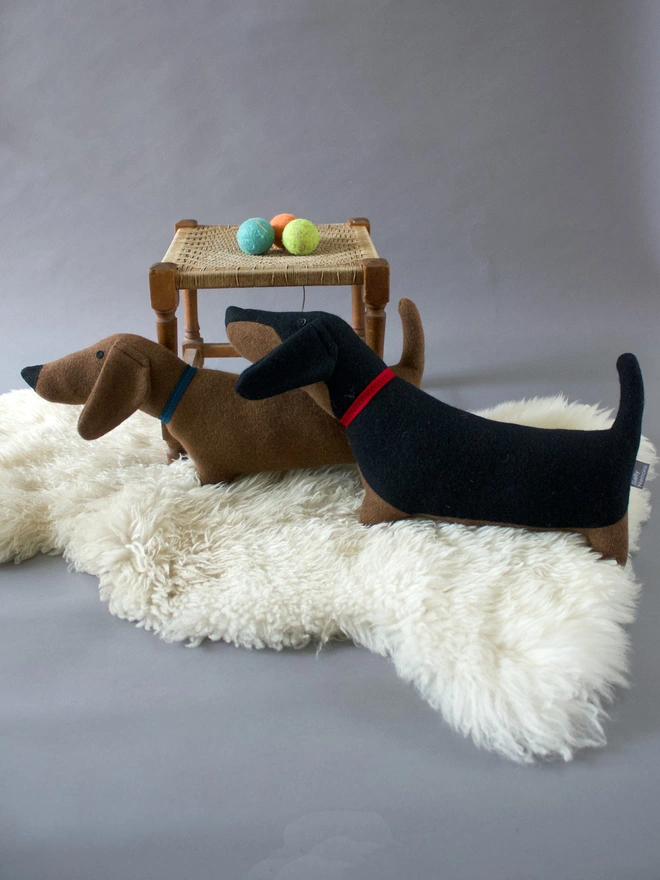 Dachshund animal