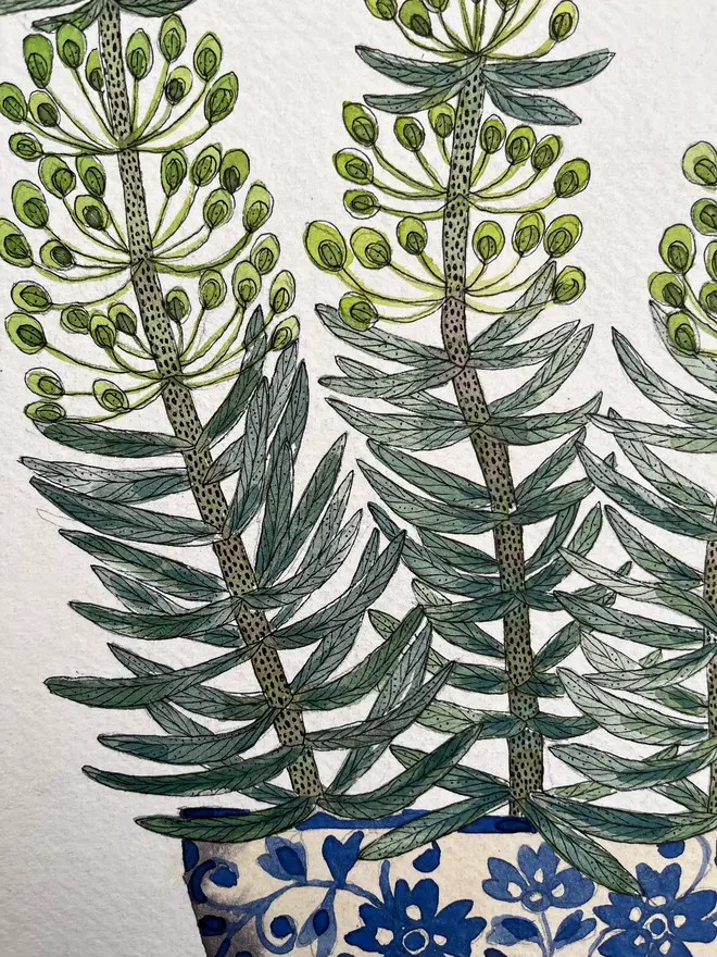 Euphorbia plant in a delft ceramic pot