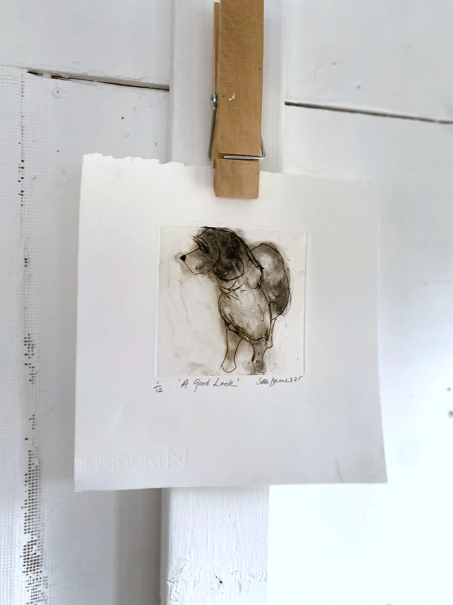 'A Good Look'. Handmade Dog Drypoint Print by Samantha Barnes