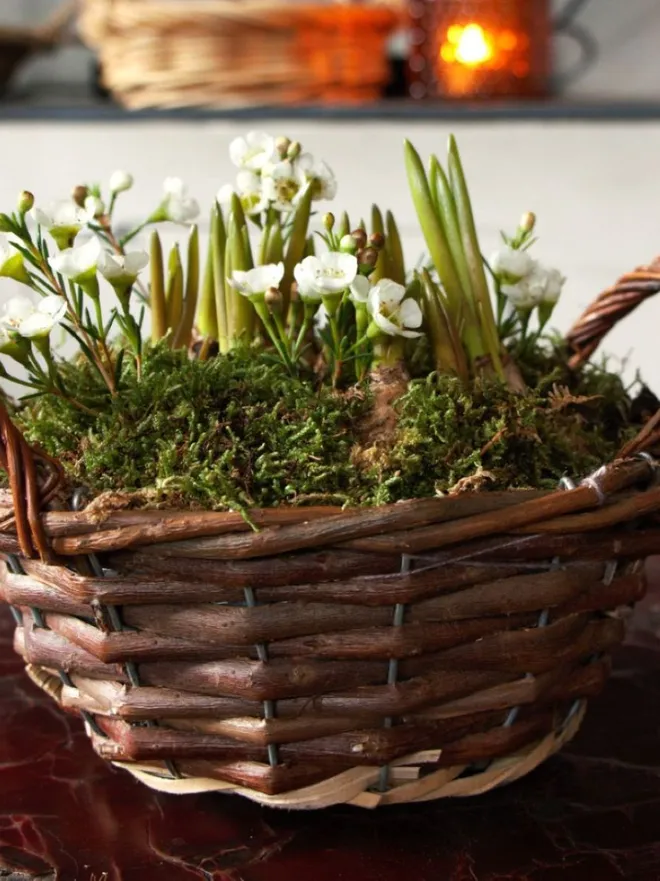 Christmas basket with hyacinths and wax flowers