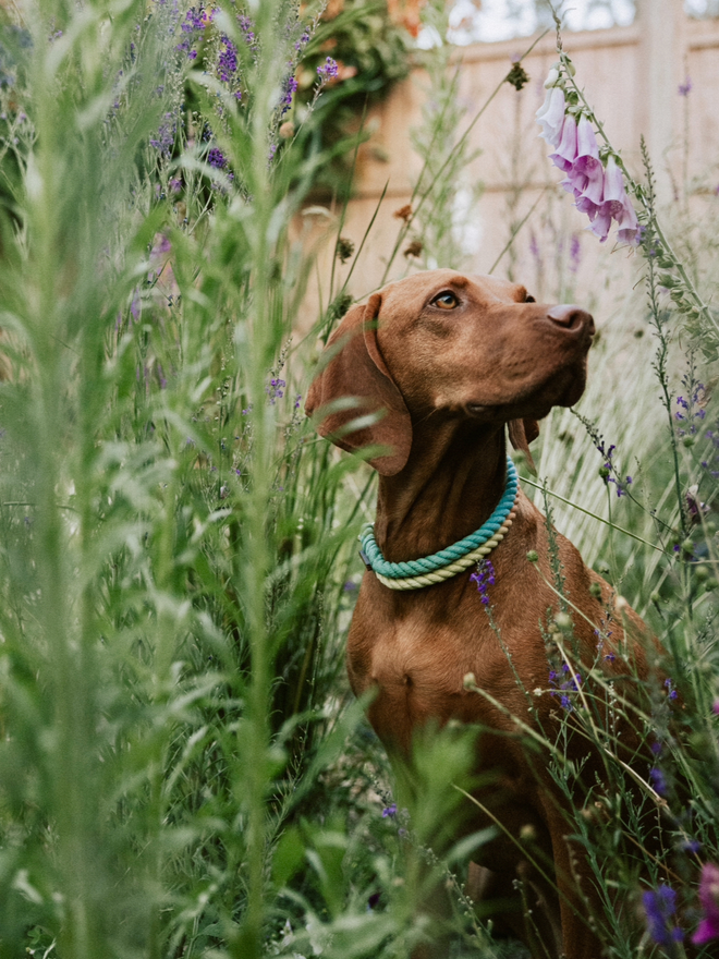 Dog collar