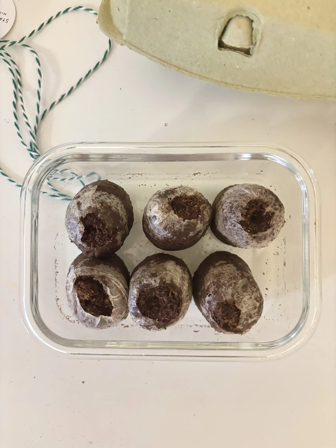 close up of six expanded soil compost discs in a glass tub on a white background.