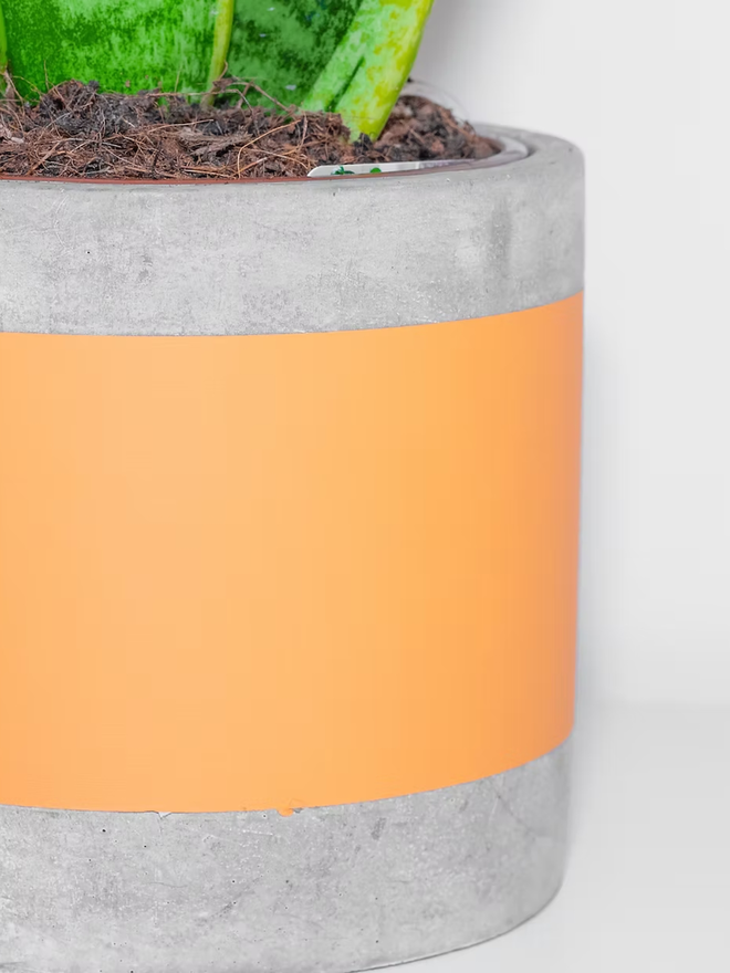 coloured middle concrete plant pot. a close up image of a grey concrete plant pot with a bright orange stripe around the middle.