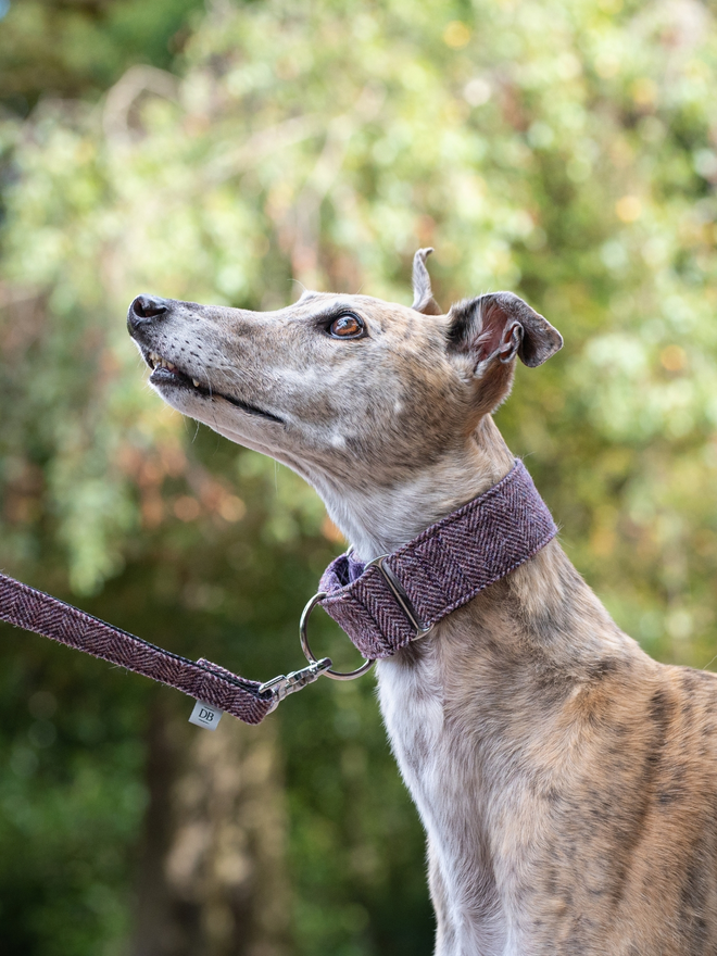 Blackberry Herringbone House Tweed Dog Collar