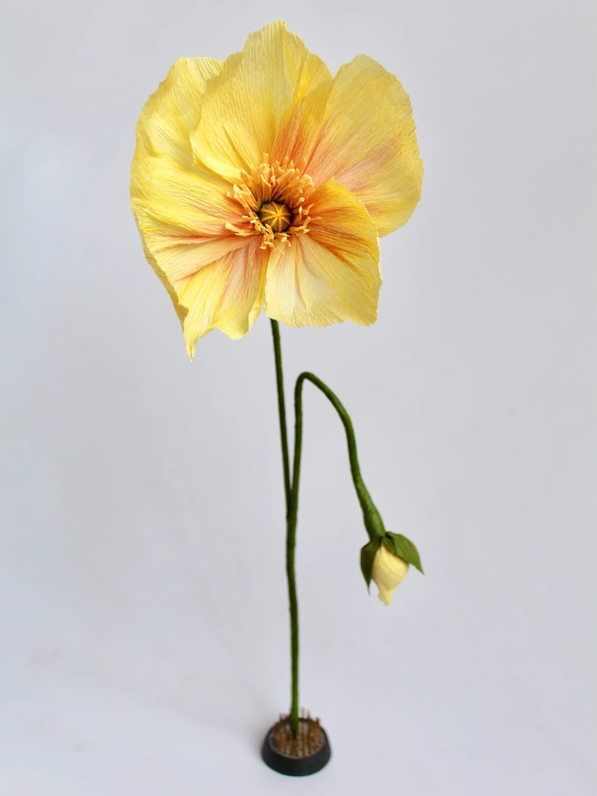 Leo Flowers Icelandic Poppy