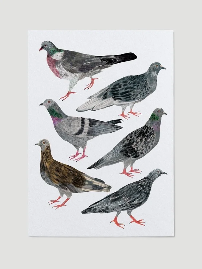 Pigeons Print