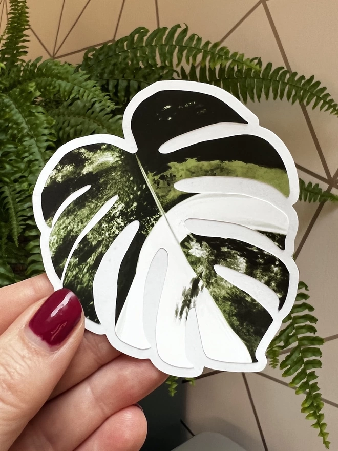 A green and white Variegated Monstera houseplant leaf sticker on a white vinyl backing held up against a backdrop of a fern and pink wall