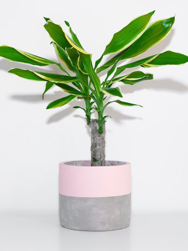 lucky dip concrete plant pot. a grey concrete plant pot with a bright pink stripe around the top half.