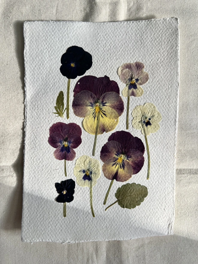 pressed pansy flower artwork