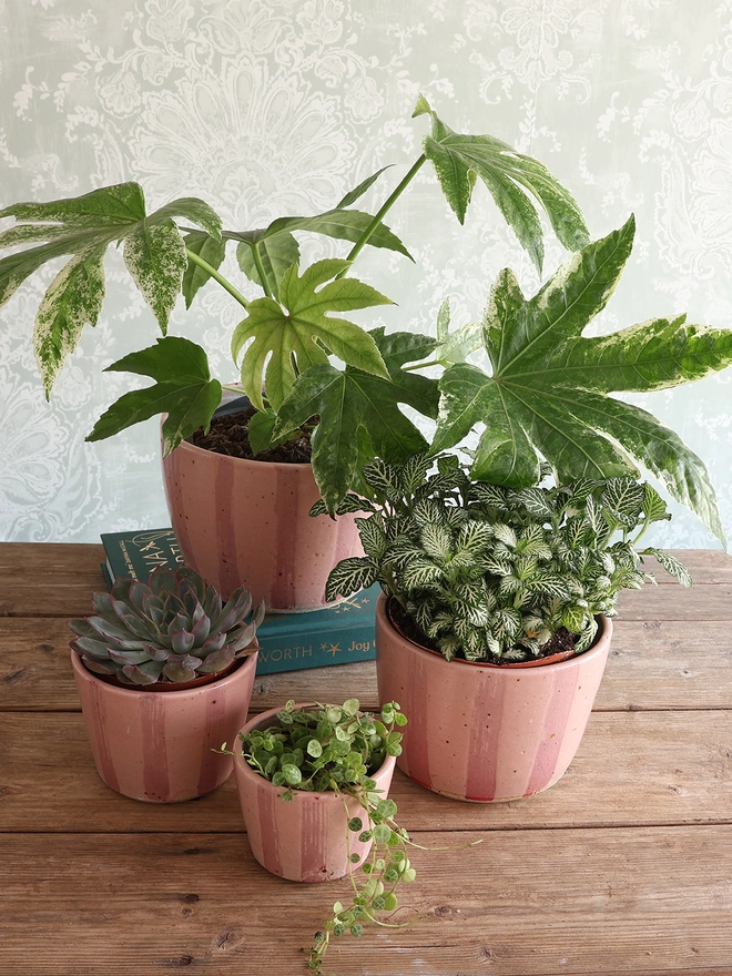 Set of 4 Handmade Ceramic Stoneware Plant Pots filled with a variety of plants sat on a wooden surface in front of a pale blue and white patterned wallpaper. The planters are shown in 4 sizes - mini, small, medium and large – and feature a pink stripe design. 