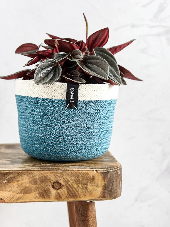 Small Natural Cotton Plant Pot