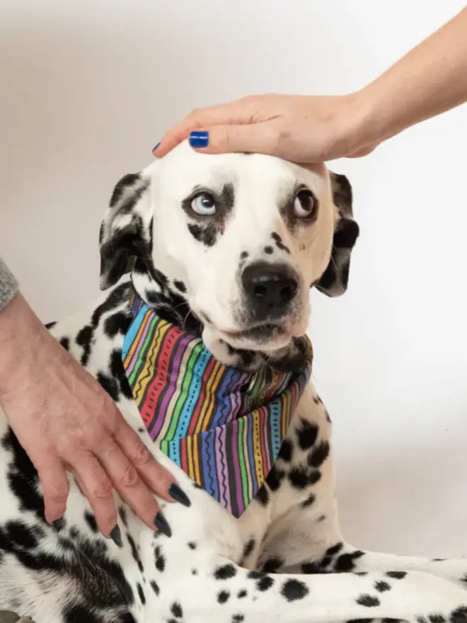 Rainbow stripe dog bandana