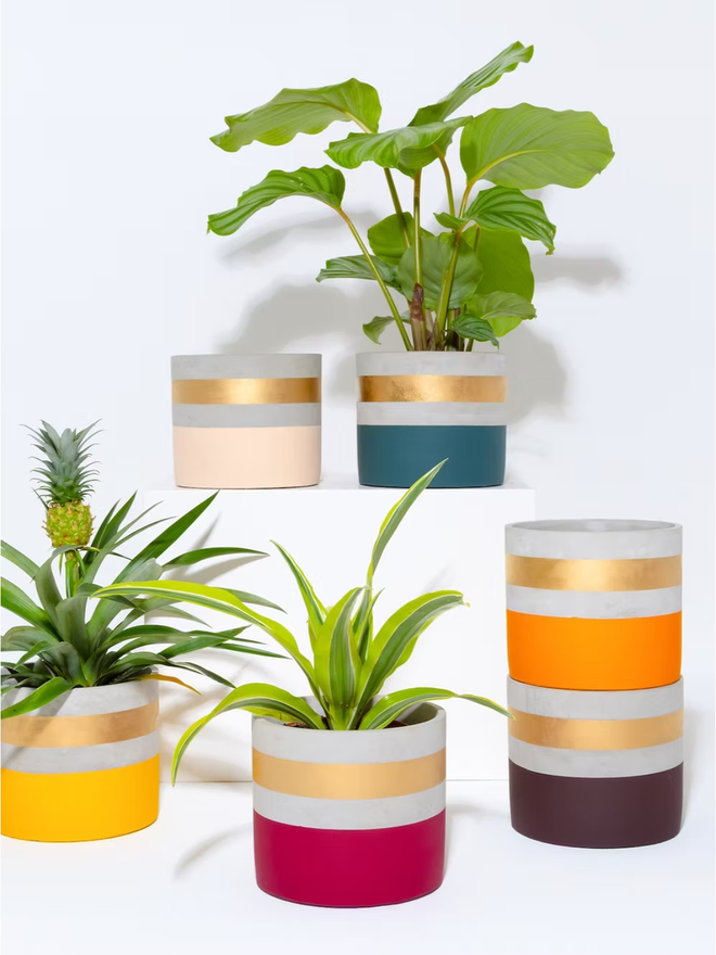 cocktail concrete plant pot. a selection of painted plant pots with gold rims.
