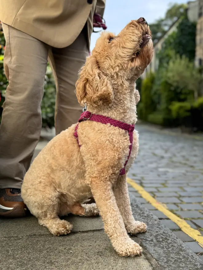 Cockapoo wearing a cerise stocky & dee fabric dog harness