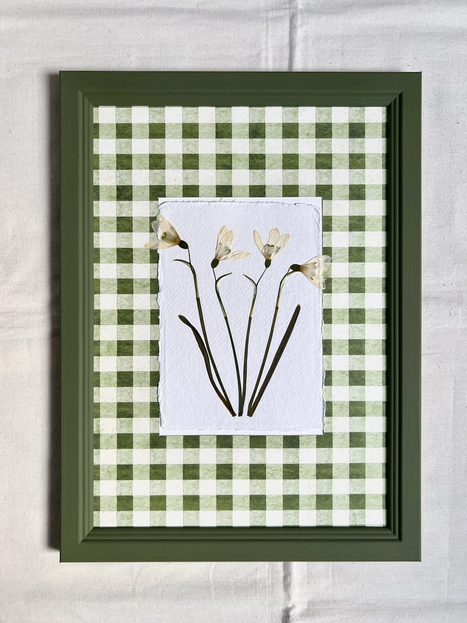 Framed pressed snowdrop flowers in a printed gingham mount and painted wooden frame