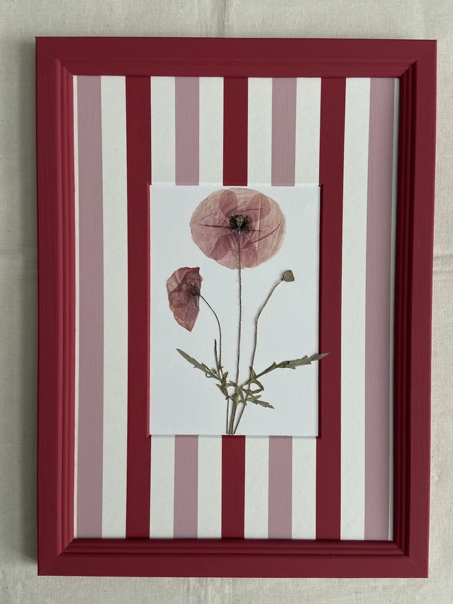Pressed poppy flowers in red painted frame with pink and red stripe mount