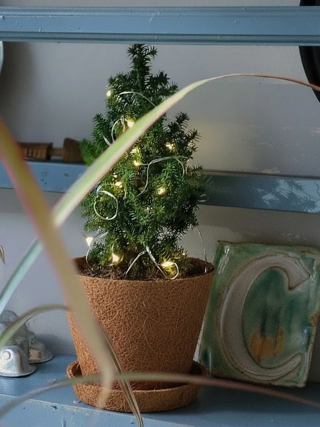 mini Christmas tree in mossed coir pot with little lights on