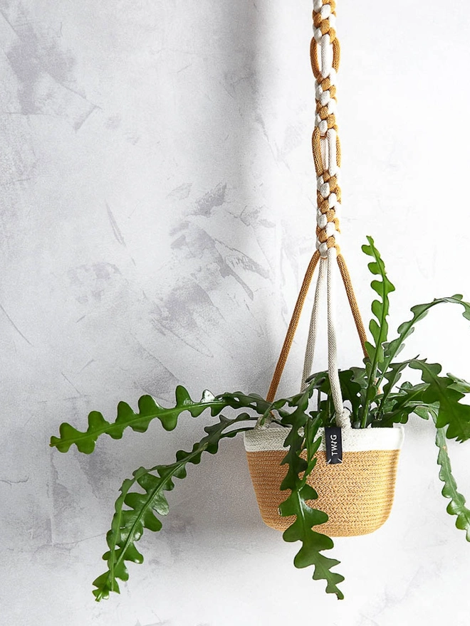 Hanging Cotton Plant Pot