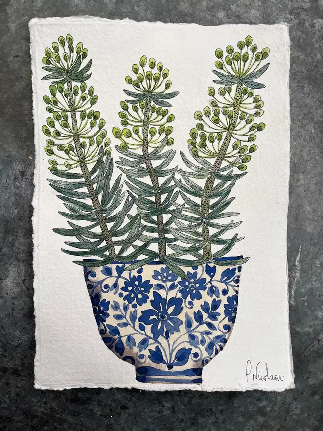 Euphorbia plant in a delft ceramic pot