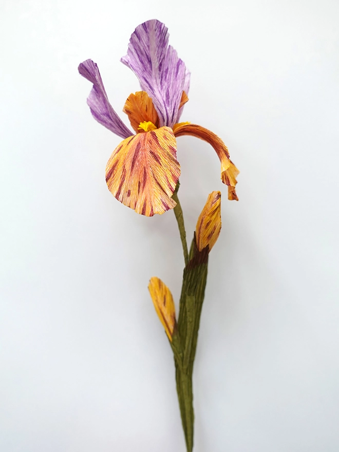 Crepe Paper Bearded Iris DIY Kit