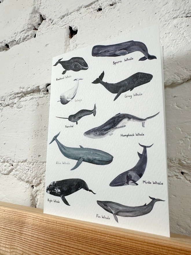 White Card featuring illustrations of 10 different whales
