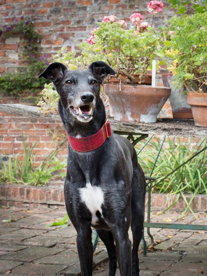 Chilli Check House Tweed Dog Collar